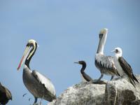 Pelikane und Guano-Tölpel