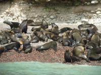 Seelöwenversammlung