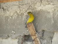 Bunter Vogel in Patahuasi