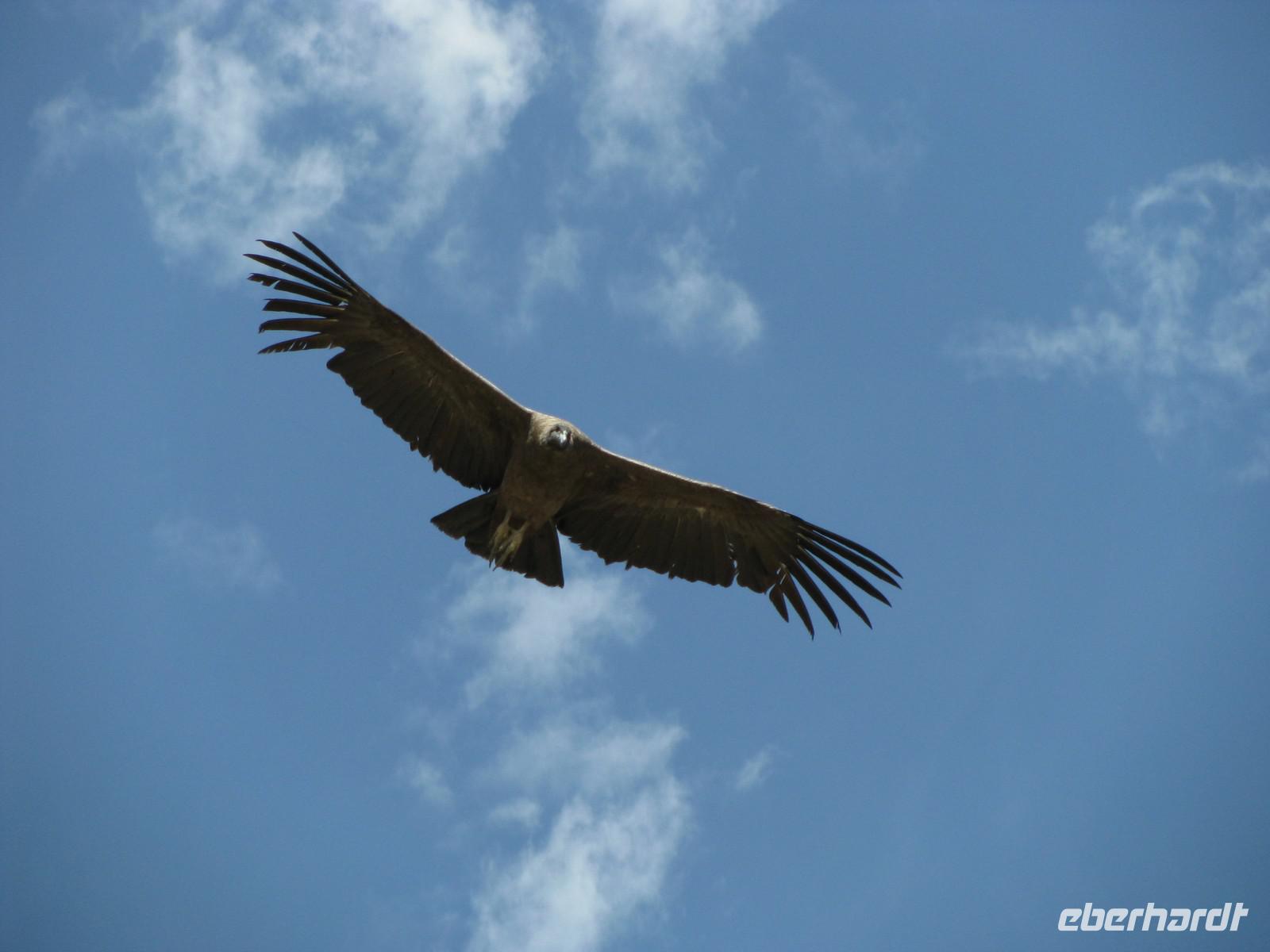 Kondor-Beobachtung