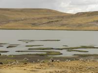 Flamingos in der Lagune