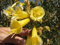 Blumenpracht auf Suasi