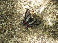 Auf Tuchfühlung mit einem Schmetterling