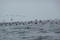 Ausflug Ballestas Inseln