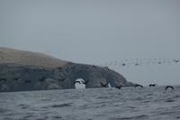 Ausflug Ballestas Inseln