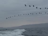 Ausflug Ballestas Inseln