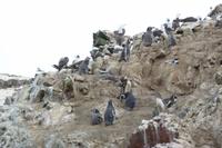 Ausflug Ballestas Inseln