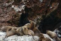 Ausflug Ballestas Inseln