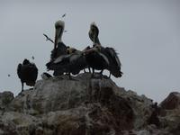 Ausflug Ballestas Inseln