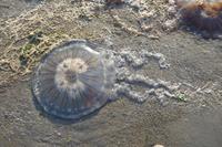 angespülte Quallen in Paracas