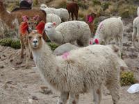 Vicunas und Alpacas