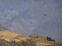 Wanderung im Colca Tal