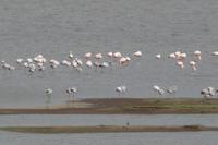 Fahrt nach Puno-Flamingos