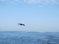Pelikan im Landeanflug - Ballestas Inseln