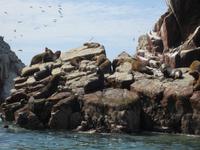 Seelöwen auf den Ballestas Inseln