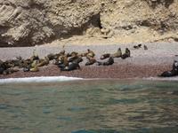 Seelöwen auf den Ballestas Inseln