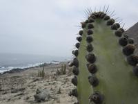 Riesenkakteen an der Pazifikküste