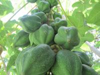Papaya