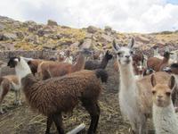 Lamas und Alpakas