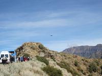 Kondore schweben über uns im Colca Tal