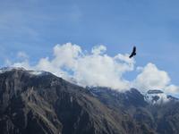 Kondor im Colca Tal