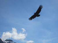 Kondor im Colca Tal