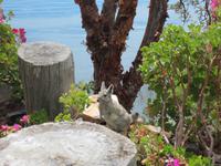 Viscacha auf der Insel Suasi
