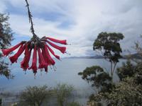 Die Cantua Buxifolia - Nationalblume Perus