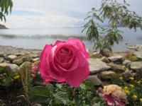Rose auf der Insel Suasi