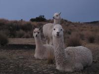 Alapakas auf der Insel Suasi