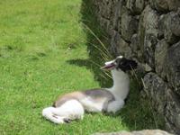 Kleines Alpaka-Junges auf dem Machu Pichu