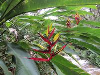 Wanderung durch den subtropischen Dschungel am Machu Pichu