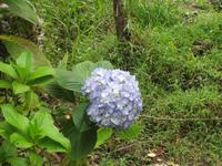 Wanderung durch den subtropischen Dschungel am Machu Pichu