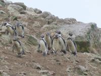 Ballestas Inseln - Humboldt Pinguine