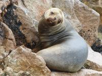 Ballestas Inseln - Mähnenrobben