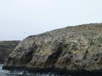 Ballestas Inseln