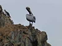 Ballestas Inseln - Pelikan