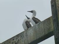 Ballestas Inseln - Blaufußtöpel