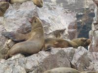 Ballestas Inseln - Mähnenrobben