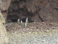 Ballestas Inseln - Humboldt Pinguine