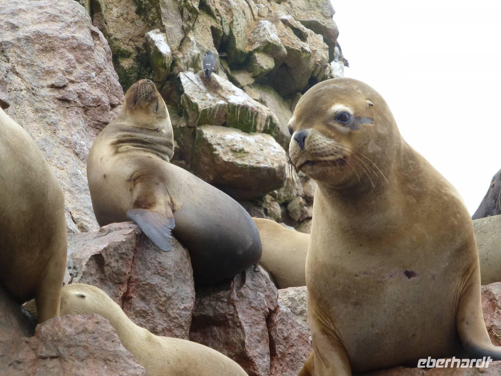 Ballestas Inseln - Mähnenrobben
