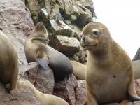 Ballestas Inseln - Mähnenrobben