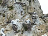 Ballestas Inseln - Blaufußtöpel