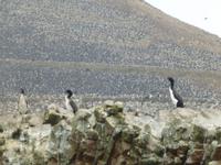 Ballestas Inseln - Kormorane