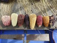 Mais ist nicht gleich Mais