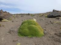 Patampa Pass 4910 m - Andenmoos
