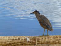 Titicaca See - Uros Insel