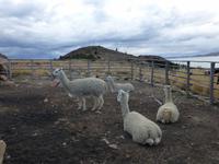 Titicaca See - Suasi