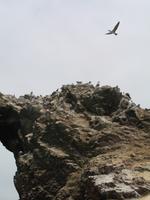 Bootsfahrt zu den Ballestas Inseln