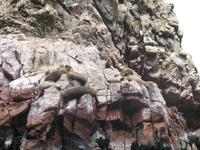 Bootsfahrt zu den Ballestas Inseln